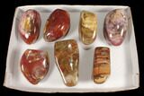 Lot: Lbs Free-Standing, Polished Petrified Wood - Pieces #92424-1